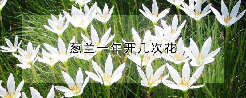 葱兰一年开几次花 葱兰一年开几次花视频