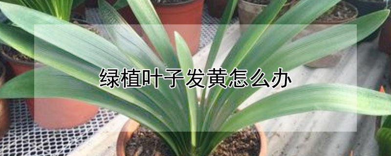 綠植葉子發(fā)黃怎么辦 綠植物葉子發(fā)黃怎么辦