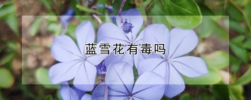 藍(lán)雪花有毒嗎（藍(lán)雪花有毒嗎 適合在室內(nèi)養(yǎng)嗎）