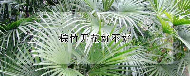 棕竹开花好不好 棕竹开花好不好?