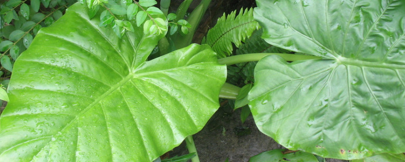 大叶海芋怎么养（海芋类植物怎么养）