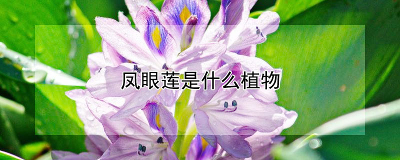 鳳眼蓮是什么植物（鳳眼蓮是什么植物怎么養(yǎng)）