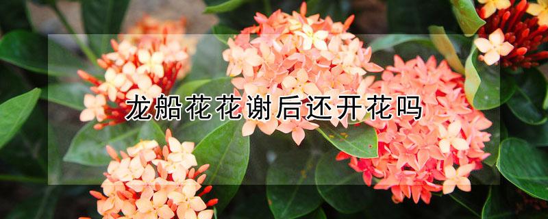 龍船花花謝后還開花嗎 龍船花開過花怎么養(yǎng)護(hù)