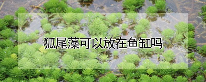 狐尾藻可以放在鱼缸吗 怎样在鱼池种植狐尾藻