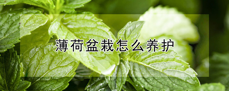 薄荷盆栽怎么养护（盆栽薄荷怎么养?薄荷的养殖方法和注意事项）