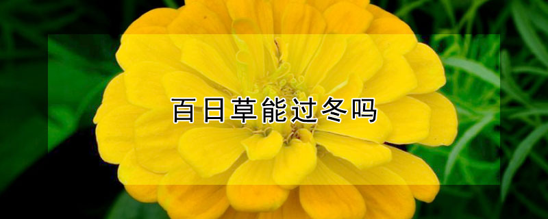 百日草能過(guò)冬嗎 百日草能過(guò)冬嗎?