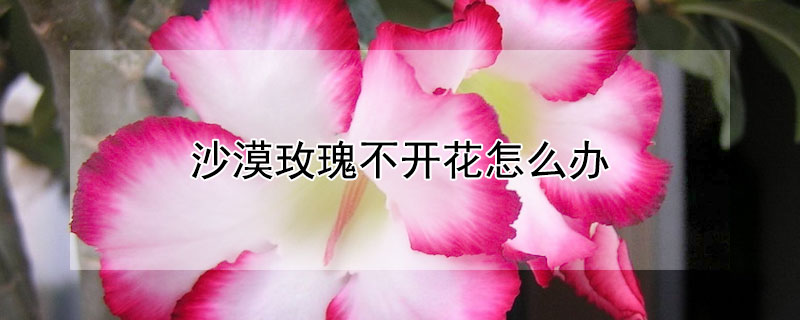 沙漠玫瑰不開花怎么辦 沙漠玫瑰花不開花怎么辦