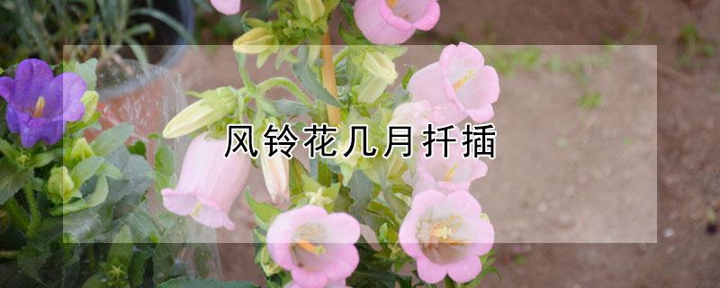 風(fēng)鈴花幾月扦插（風(fēng)鈴花扦插方法和時(shí)間）