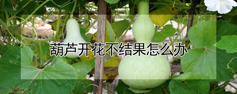 葫蘆開(kāi)花不結(jié)果怎么辦 葫蘆不開(kāi)花不結(jié)果怎么辦