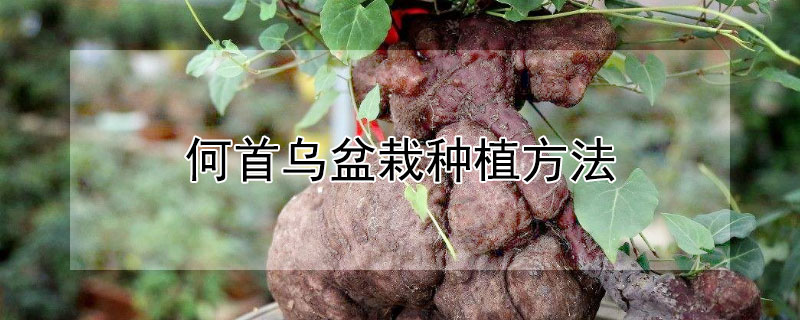 何首烏盆栽種植方法 何首烏做盆景怎樣種植