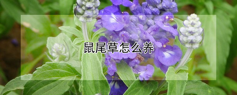 鼠尾草怎么養(yǎng) 鼠尾草怎么養(yǎng)水