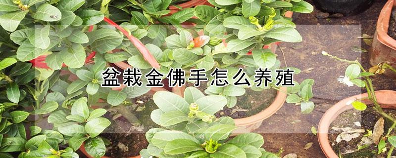 盆栽金佛手怎么養(yǎng)殖 金佛手的養(yǎng)殖方法