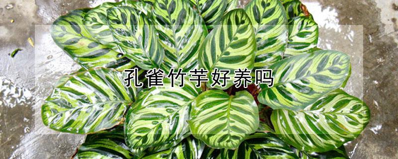 孔雀竹芋好養(yǎng)嗎 孔雀竹芋好養(yǎng)嗎?