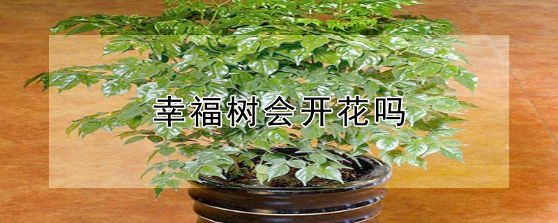 幸福樹會開花嗎 幸福樹會開花嗎開的花是什么樣子