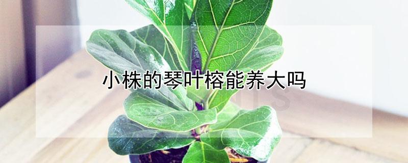 小株的琴葉榕能養(yǎng)大嗎（琴葉榕小苗可以養(yǎng)大嗎）