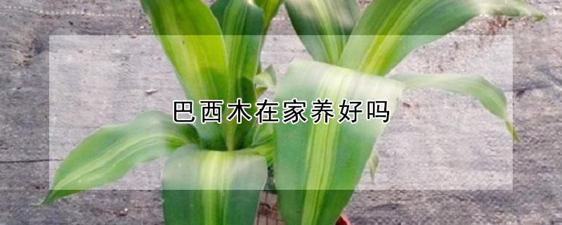 巴西木在家養(yǎng)好嗎 巴西木適不適合家里養(yǎng)