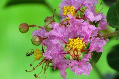 紫薇樹樁不發(fā)芽怎么辦