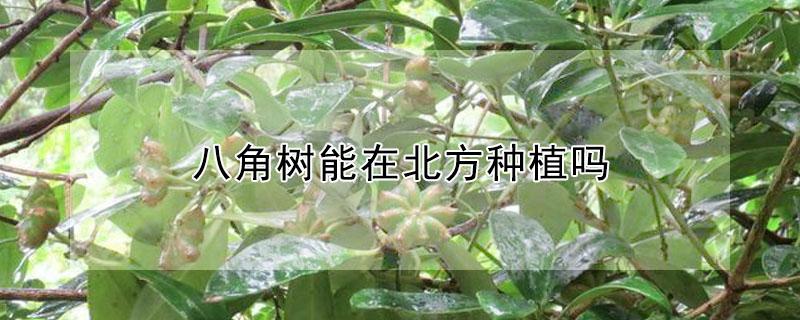 八角樹能在北方種植嗎 北方可以栽八角樹嗎