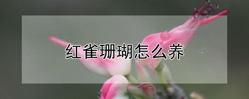 红雀珊瑚怎么养（红雀珊瑚怎么养会变红）