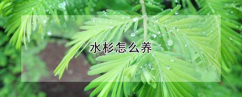 水杉怎么養(yǎng) 叢林水杉怎么養(yǎng)