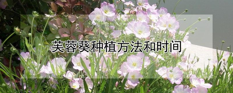 芙蓉葵種植方法和時(shí)間 芙蓉葵移栽時(shí)間