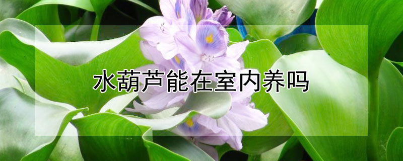 水葫蘆能在室內(nèi)養(yǎng)嗎（水葫蘆能在室內(nèi)養(yǎng)嗎能跟魚）