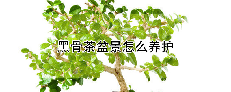 黑骨茶盆景怎么養(yǎng)護(hù) 黑骨茶盆景室內(nèi)怎么養(yǎng)護(hù)