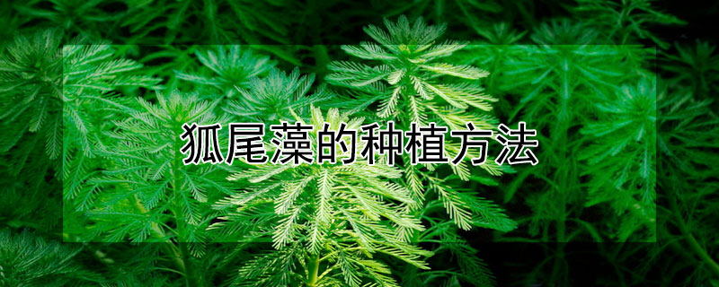 狐尾藻的种植方法 狐尾藻的种植方法与时间