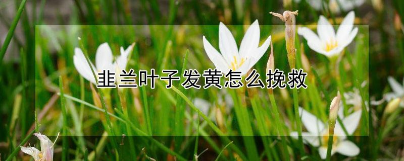 韭蘭葉子發(fā)黃怎么挽救 韭蘭黃葉子怎么回事