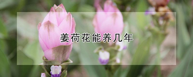 姜荷花能養(yǎng)幾年（姜荷花是每年都需要種嗎）