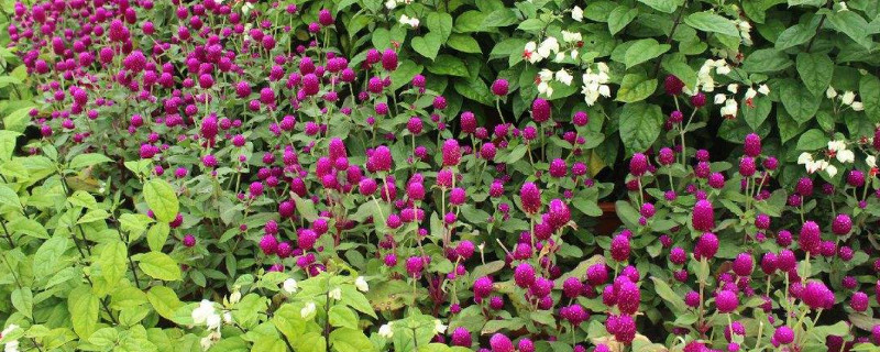 千日紅開花后怎樣修剪（百日紅開花后怎樣修剪）