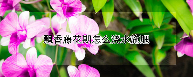 飘香藤花期怎么浇水施肥 飘香藤花几天浇一次水