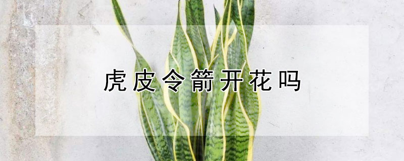 虎皮令箭開花嗎 虎皮令箭開花圖片欣賞