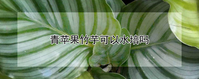 青蘋果竹芋可以水培嗎 青蘋果竹芋土培轉水培