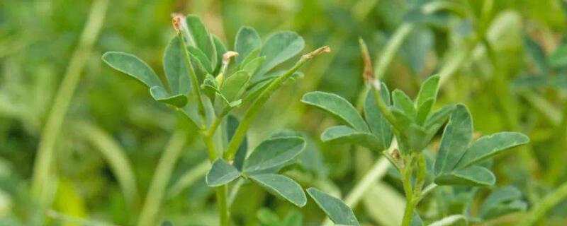 神香草的種植方法 香草種植技術(shù)