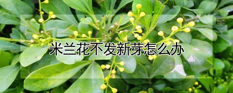 米蘭花不發(fā)新芽怎么辦（米蘭一直不發(fā)芽怎么辦）