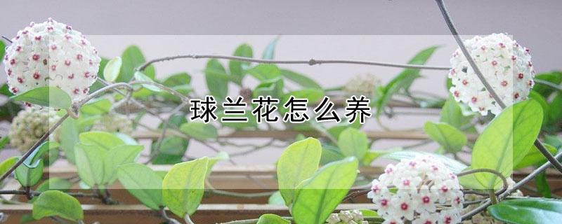 球兰花怎么养 球兰花怎么养才能开花