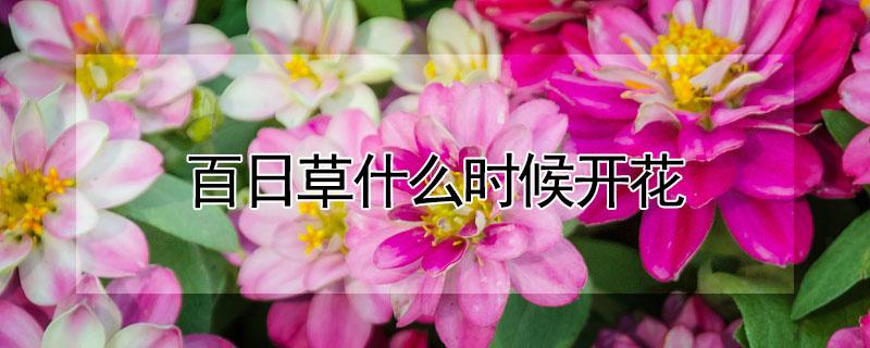 百日草什么時候開花（百日草花什么時候開花）