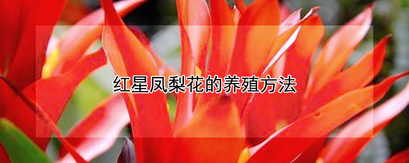 紅星鳳梨花的養(yǎng)殖方法（鳳梨花的養(yǎng)殖方法和注意事項(xiàng)）