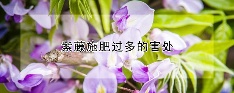 紫藤施肥過多的害處 紫藤施什么肥料