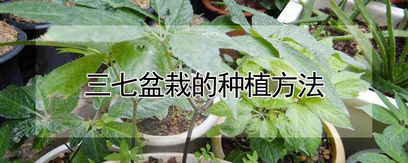 三七盆栽的种植方法 三七盆栽的种植方法视频