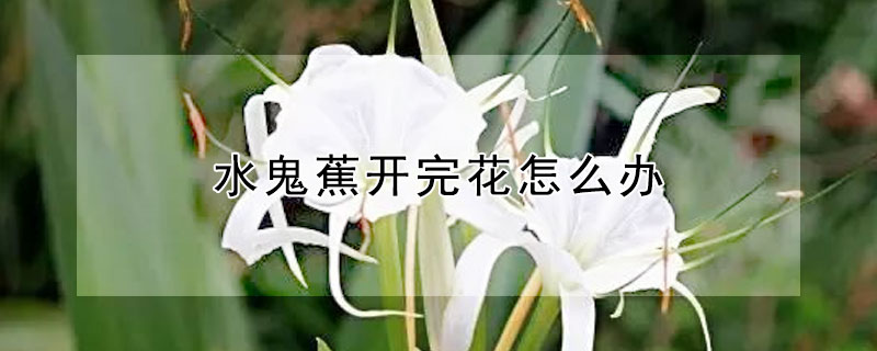 水鬼蕉开完花怎么办（水鬼蕉的花期有多长）