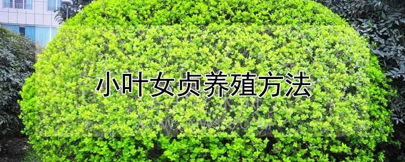 小叶女贞养殖方法 小叶女贞种植方法