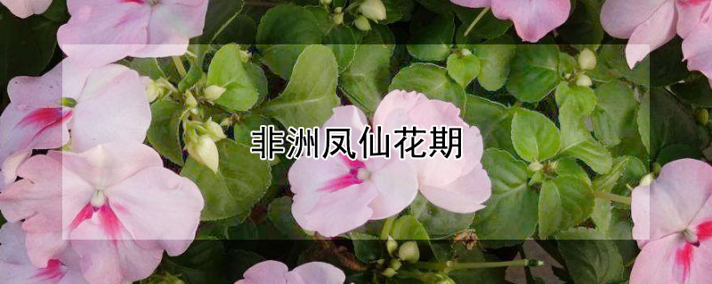 非洲鳳仙花期（非洲鳳仙花花期多久）