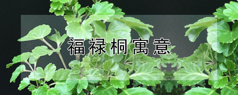 福禄桐寓意 福禄桐寓意是什么