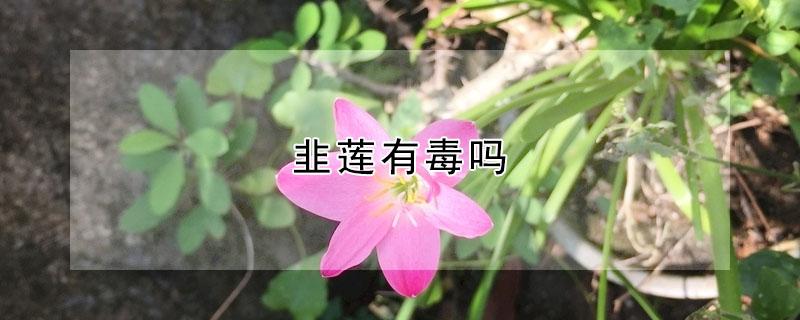 韭莲有毒吗 韭莲有什么作用