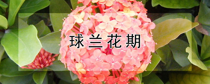 球兰花期（球兰花期在几月）