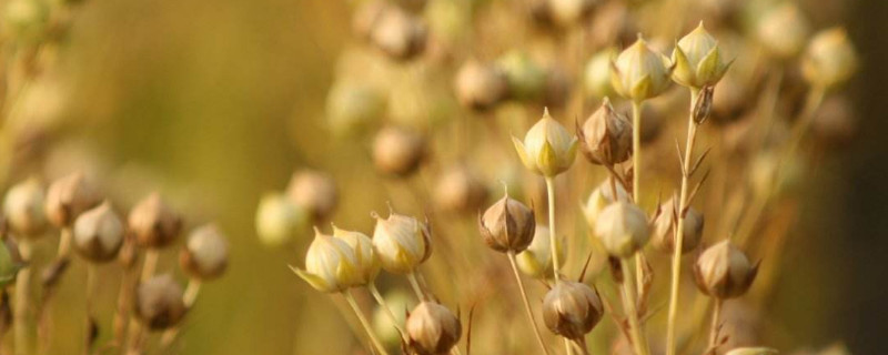 胡麻種植條件（胡麻的種植方法及產(chǎn)量）