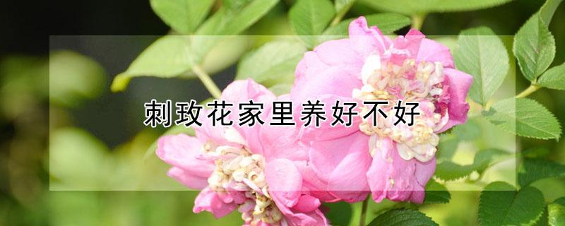 刺玫花家里养好不好（家里养刺玫瑰好不好）