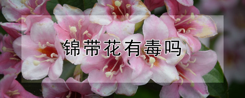 锦带花有毒吗 红王子锦带花有毒吗